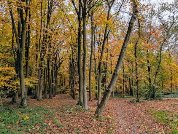 Epping Forrest 